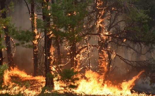 ����: censor.net