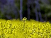 Сезон сої та ріпаку повністю зірвано: аграрії вимагають зупинити дію закону до розробки правил експорту у листопаді