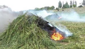 СБУ уничтожила плантацию конопли на Донетчине. ФОТО