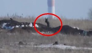 Український снайпер застрелив російського найманця, коли той вийшов покурити з траншеї, з дистанції 800 метрів. ВIДЕО