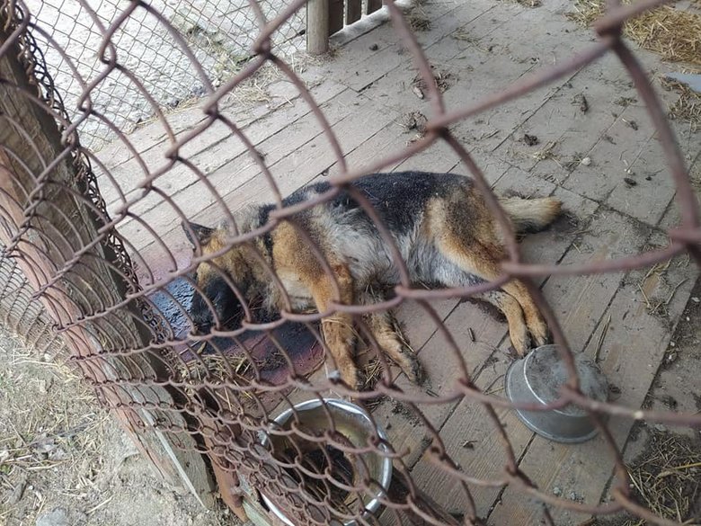 В ДСНС показали фото з Чернігівщини: нещасна земля...Снаряди у кожному погребі. Бідні демілітаризовані собаки та корови 02 В ДСНС показали фото з Чернігівщини: нещасна земля...Снаряди у кожному погребі. Бідні демілітаризовані собаки та корови 02