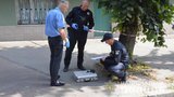 Вооруженные злоумышленники напали на инкассаторов в Житомире, ранен полицейский. В регионе введен план "Сирена". ФОТОрепортаж