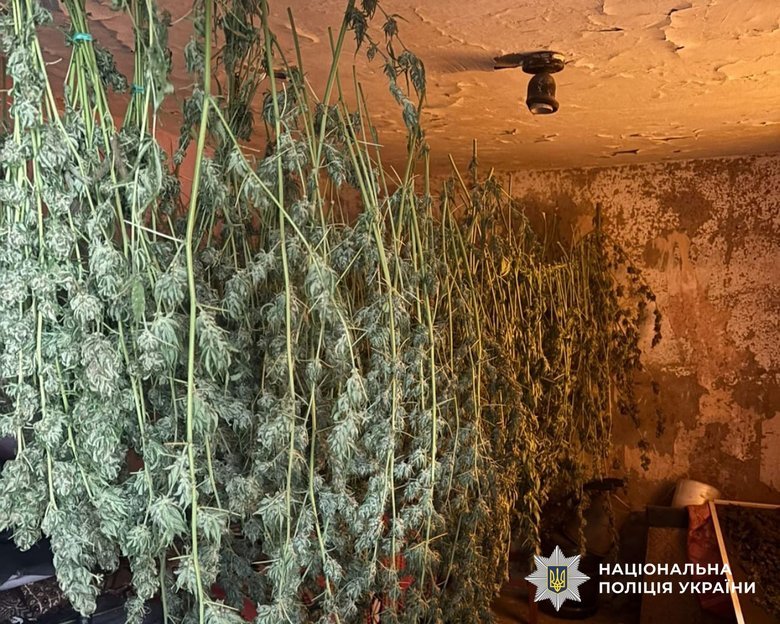 Вилучили конопель на майже 2 млн гривень