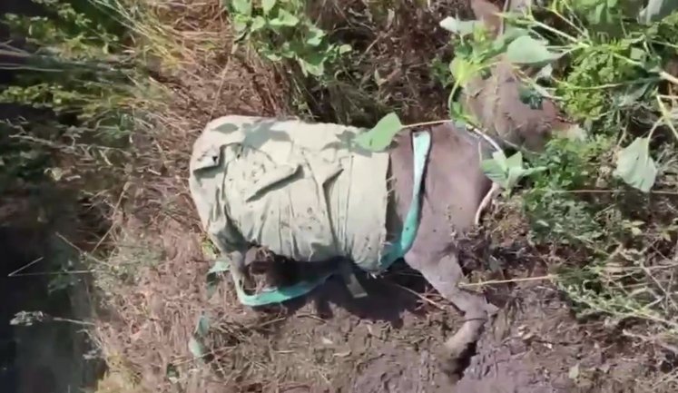 Russians use donkeys to carry ammunition: animal hits land mine. VIDEO