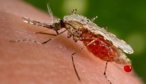 У Закарпатській області виявили два випадки малярії, - ЦГЗ