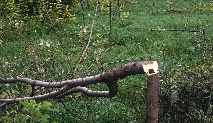 Вандали вирубали молоді дерева в центральному парку Запоріжжя. ФОТОрепортаж