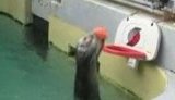 В зоопарке Портленда выдра Эдди увлекся баскетболом в преклонном возрасте. ВИДЕО