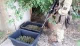 Нелегальная плантация с 4,7 тыс. кустов конопли обнаружена на Одесчине, - прокуратура. ФОТОрепортаж