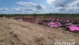 Рожеві калюжі на Рівненщині: поліція розпочала кримінальне провадження за фактом забруднення земель. ФОТОрепортаж