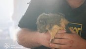 Ворог атакував зоопарк у Харкові 15 червня