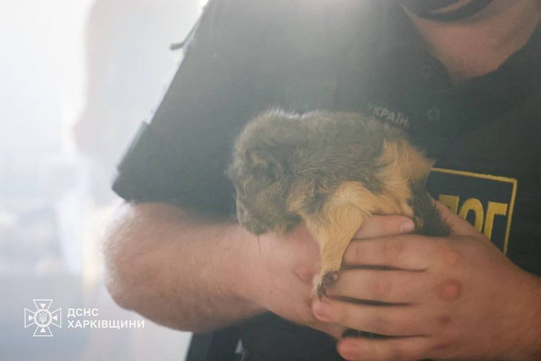 Ворог атакував зоопарк у Харкові 15 червня