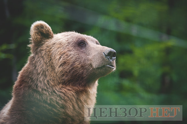 Смарагдові смереки, загадкові води, величезні гриби і врятовані ведмеді: літо на Синевирі 12