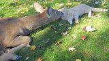 В Одесском зоопарке у косули старый друг – местный рыжий кот. ФОТО