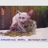 Плевать на рубль!