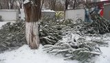 "Кладбища" елок: посленовогодний завал в Одессе. ФОТО