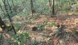 Третя штурмова бригада провела розвідку та зачистку лісу Луганської області