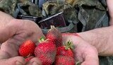 окупанти,полуниця
