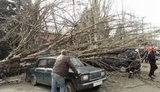 Древопад на Донбассе: огромное дерево придавило автомобили на стоянке. ФОТО