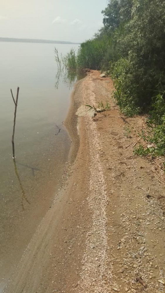 Тисячі мертвих креветок викинуло на берег в Одеській області 02