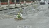 Дорожные ямы засаживают цветами: клумбы тюльпанов появились в Коломые. ФОТО