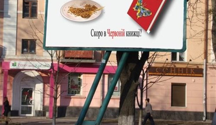 В Полтаве гречку готовятся занести в Красную книгу ФОТОрепортаж