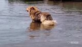 пес