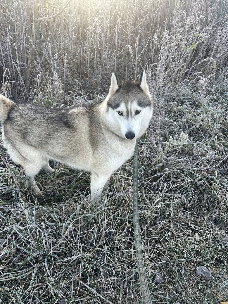 допис Ніколаєнко