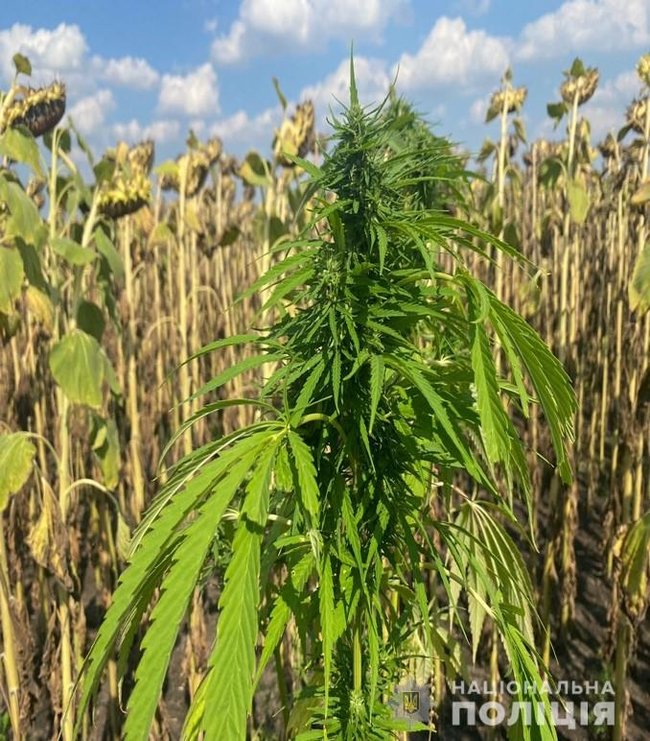 На Днепропетровщине среди подсолнухов обнаружили почти 7 тыс. кустов конопли стоимостью 13,5 млн грн, - полиция 01 На Днепропетровщине среди подсолнухов обнаружили почти 7 тыс. кустов конопли стоимостью 13,5 млн грн, - полиция 01