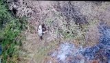 92 ОШБр знищує російських військових на Покровському напрямку