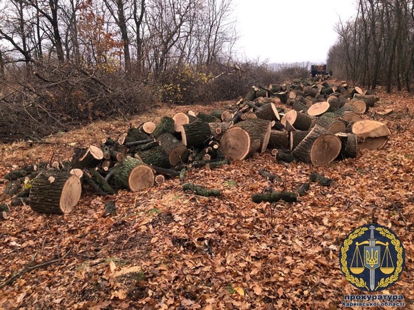После совещания с Зеленским на Харьковщине взялись за черных лесорубов 03 После совещания с Зеленским на Харьковщине взялись за черных лесорубов 03