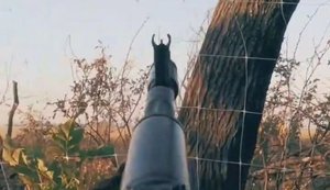 Прикордонники "Фенікса" зі стрілецької зброї збили російські FPV-дрони та знешкодили ворожу засідку на дорозі. ВIДЕО