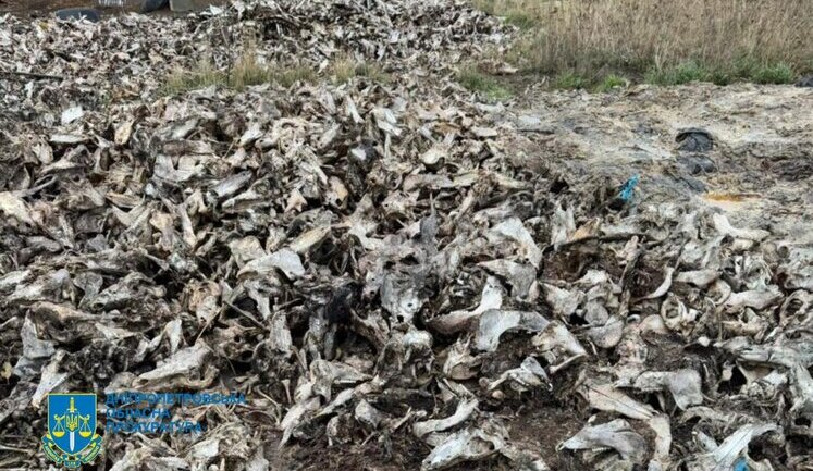 Polluting land with animal carcasses: businessmen and farmer to be tried in Dnipropetrovsk region. PHOTOS