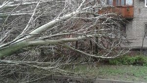 Стихия бушевала в Одессе: погиб человек, повалены деревья и разбиты автомобили. ФОТО