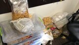 Понад 1 тонну бурштину вилучили в злочинної групи, "сонячний камінь" планували перевозити в КНР і країни Близького Сходу, - Офіс Генпрокурора. ФОТОрепортаж
