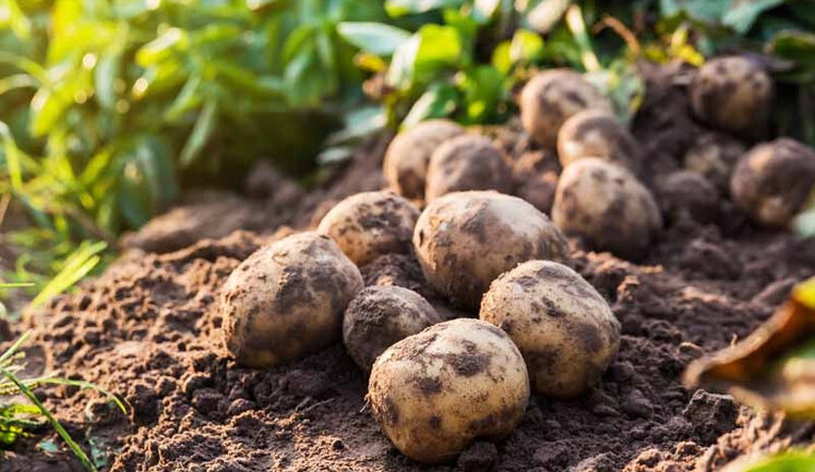 Will Ukrainian army be left without potatoes