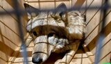 Трех живых волков пытались вывезти в Непал под видом собак породы лайка, - Киевская таможня. ФОТО