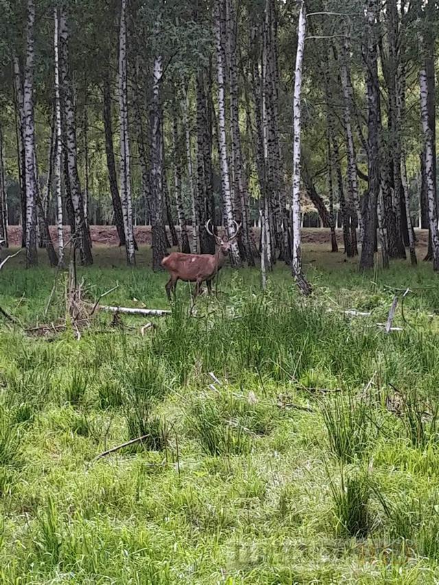 Hunting home of fugitive president Yanukovych: trophy from Lukashenko and guards shooting club 03 Hunting home of fugitive president Yanukovych: trophy from Lukashenko and guards shooting club 03