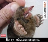 Поймали Волгу