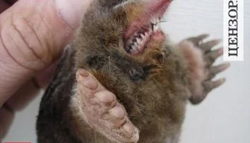 Поймали Волгу