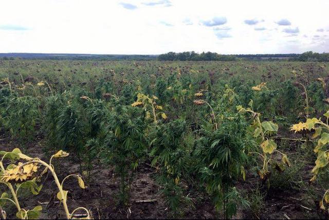 Аеророзвідка поліції виявила плантацію конопель на Дніпропетровщині 01