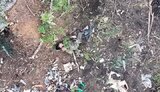 окупант