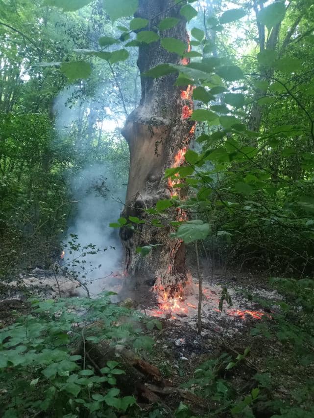 Невідомі кілька днів підряд підпалюють дерева в Голосіївському районі 01