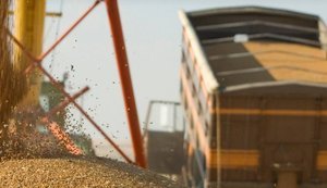 БЕБ попередило незаконний експорт кукурудзи до Малайзії