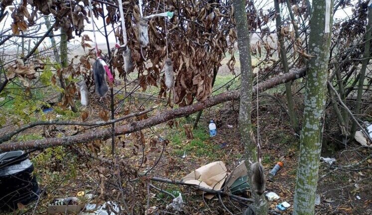 Рашисти під час окупації Херсонщини вбили та повісили червонокнижних хом’яків. ФОТО