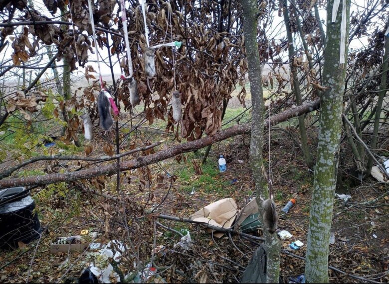 Рашисти під час окупації Херсонщини вбили та повісили червонокнижних хом’яків 01