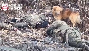 Місцеві собаки ласують ліквідованими окупантами на Костянтинівському напрямку. ВIДЕО