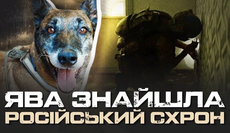 "Там може бути пастка": як кінологи "Омеги" шукають російські схрони на Харківщині. ВIДЕО