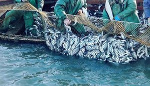 Реформа рибного господарства: система "еРибальство" принесла бюджету 170 мільйонів