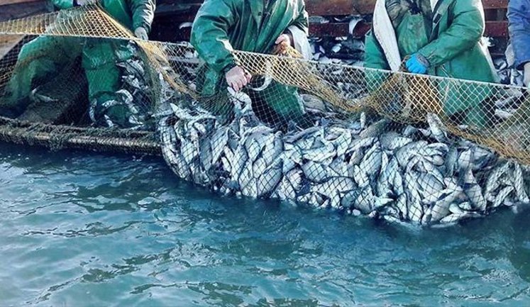 Реформа рибного господарства: система "еРибальство" принесла бюджету 170 мільйонів