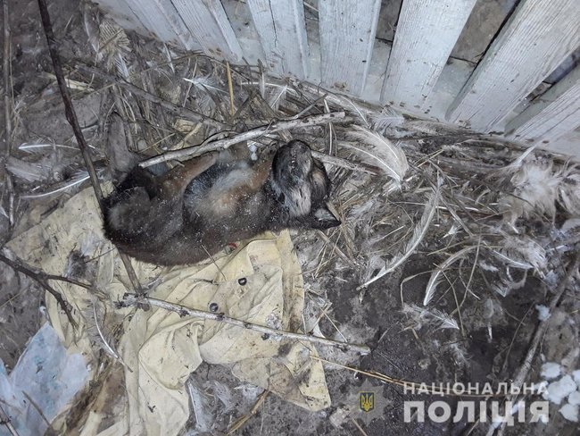 На Киевщине задержали догхантеров, замучивших более 50 животных 02